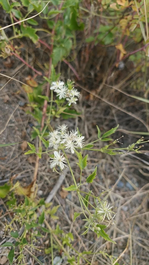 Clematis Ligusticifolia