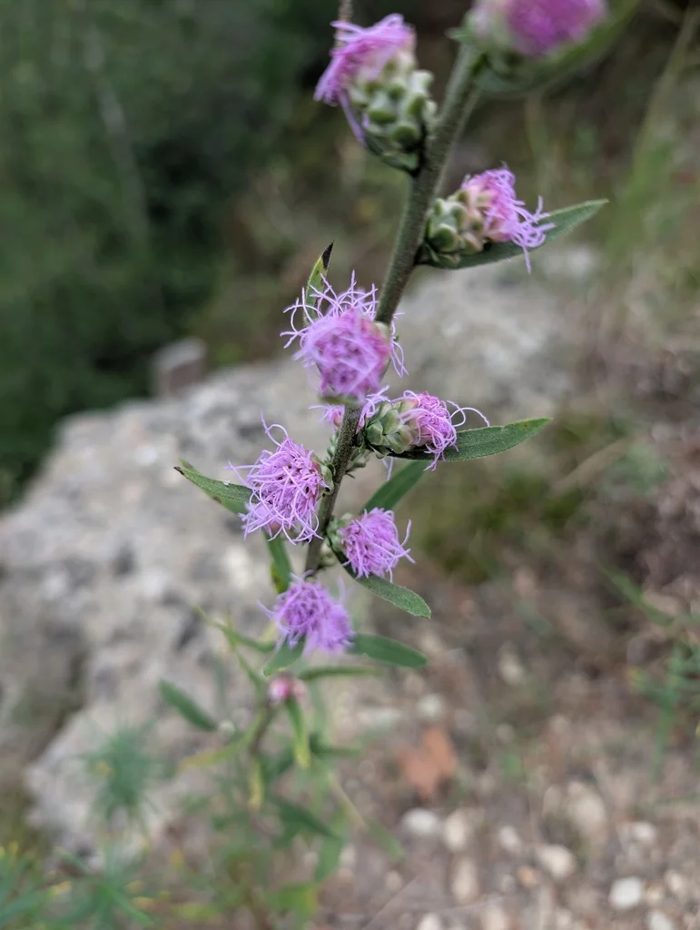 Liatris Aspera