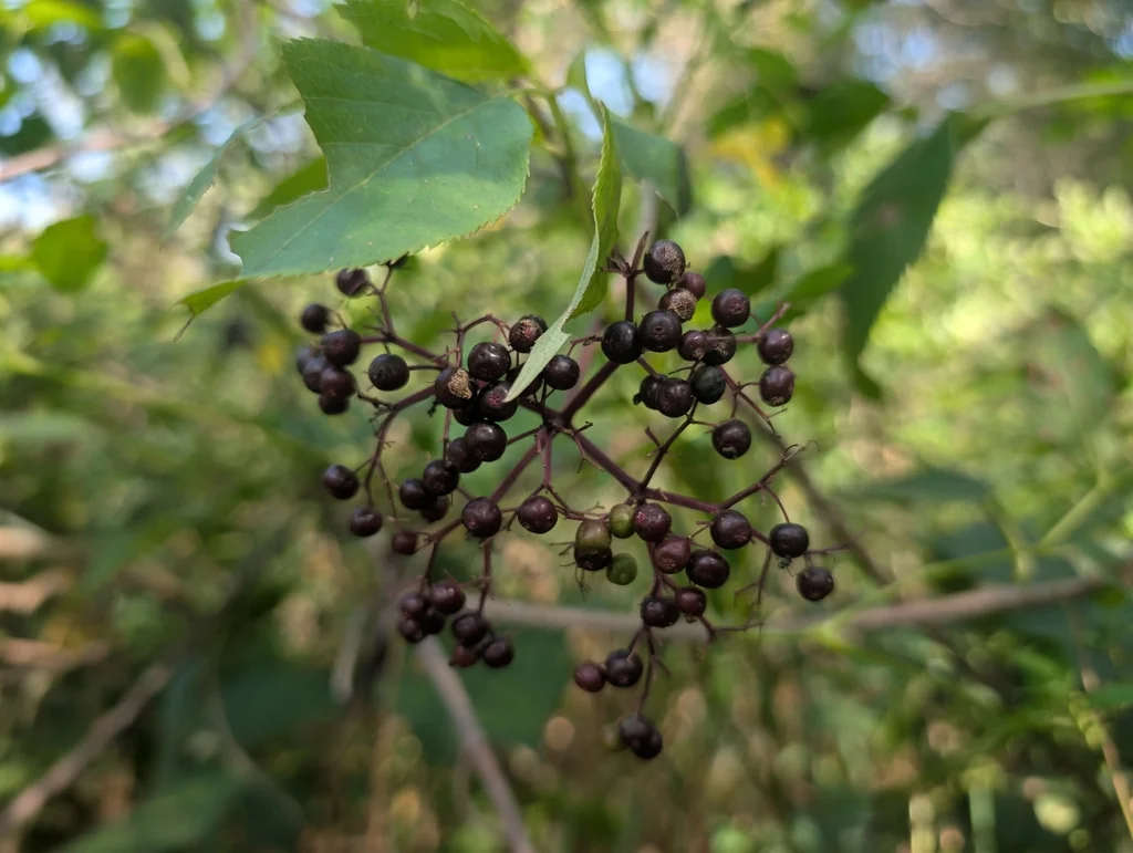 Sambucus Canadensis