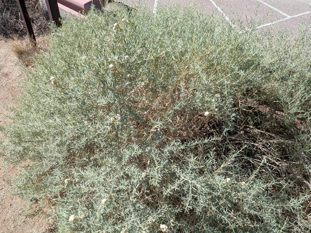 Atriplex Canescens