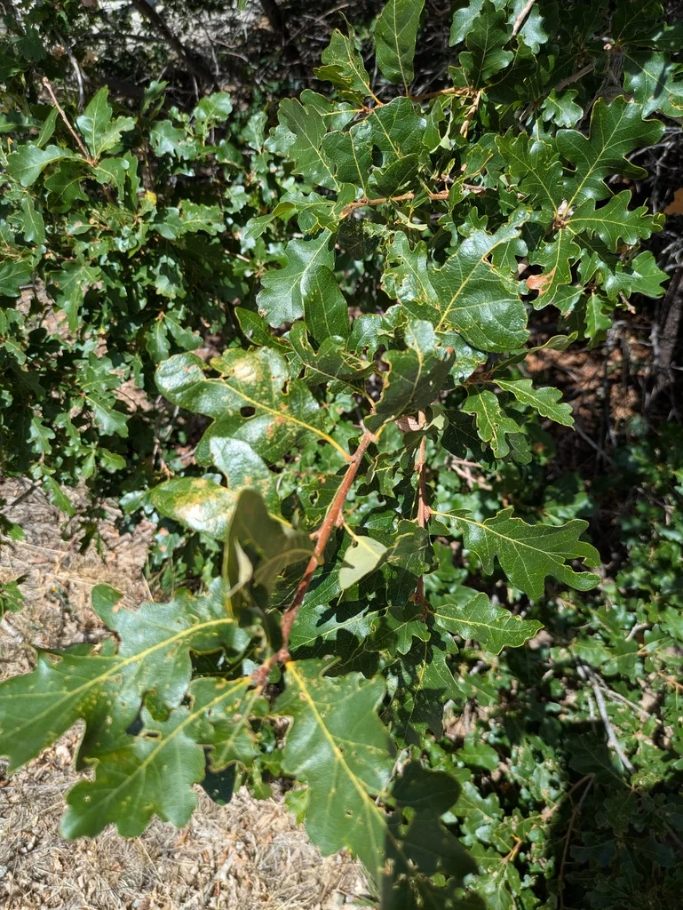 Quercus Gambelii
