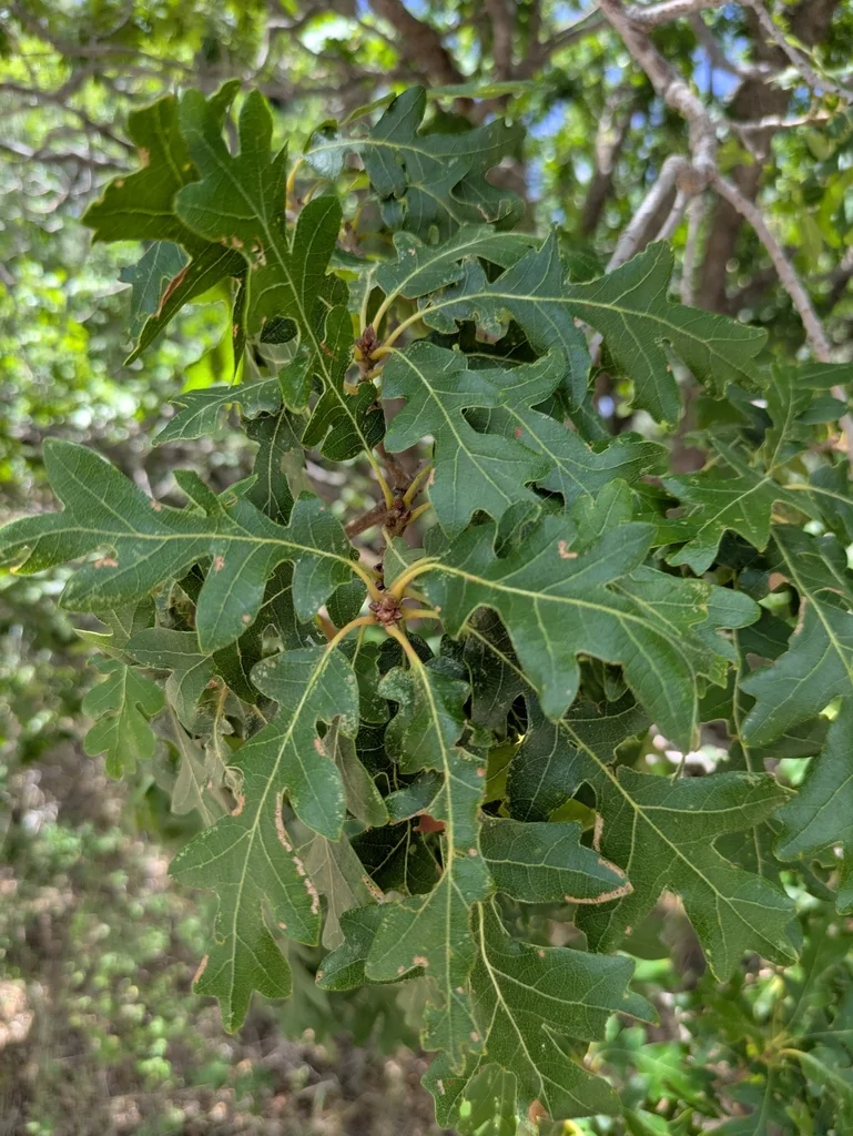 Quercus Gambelii