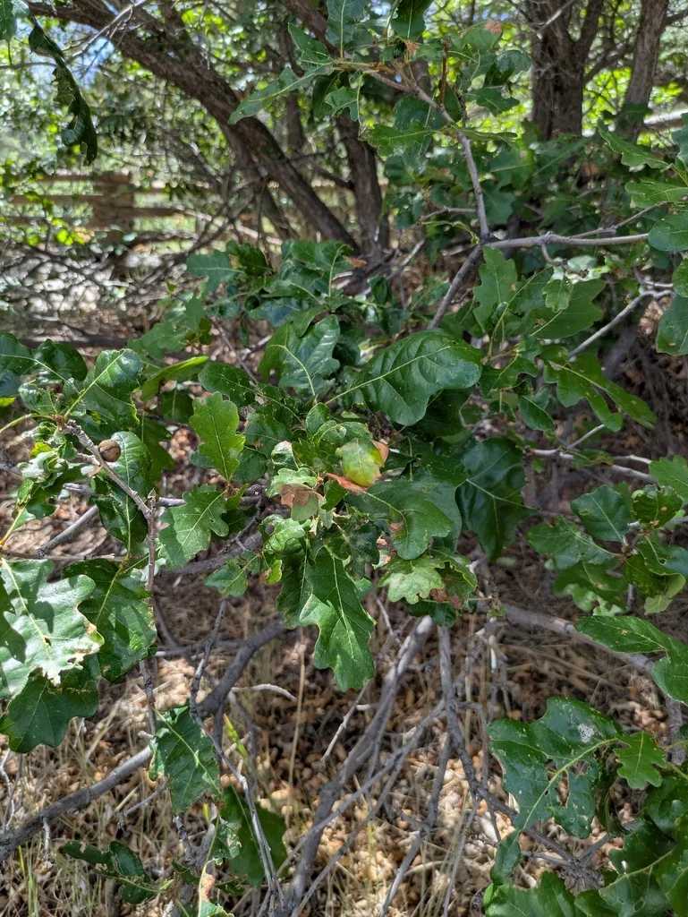 Quercus Gambelii