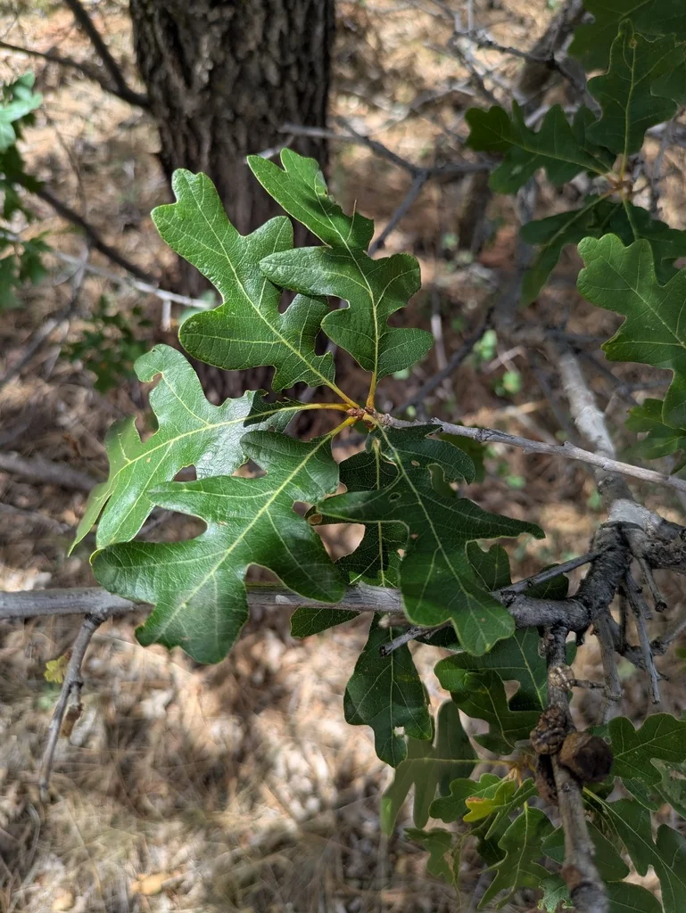 Quercus Gambelii