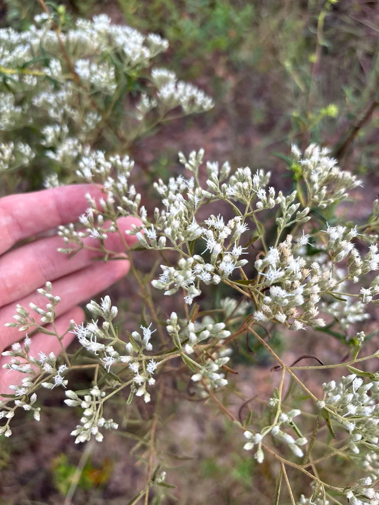 Eupatorium Hyssopifolium