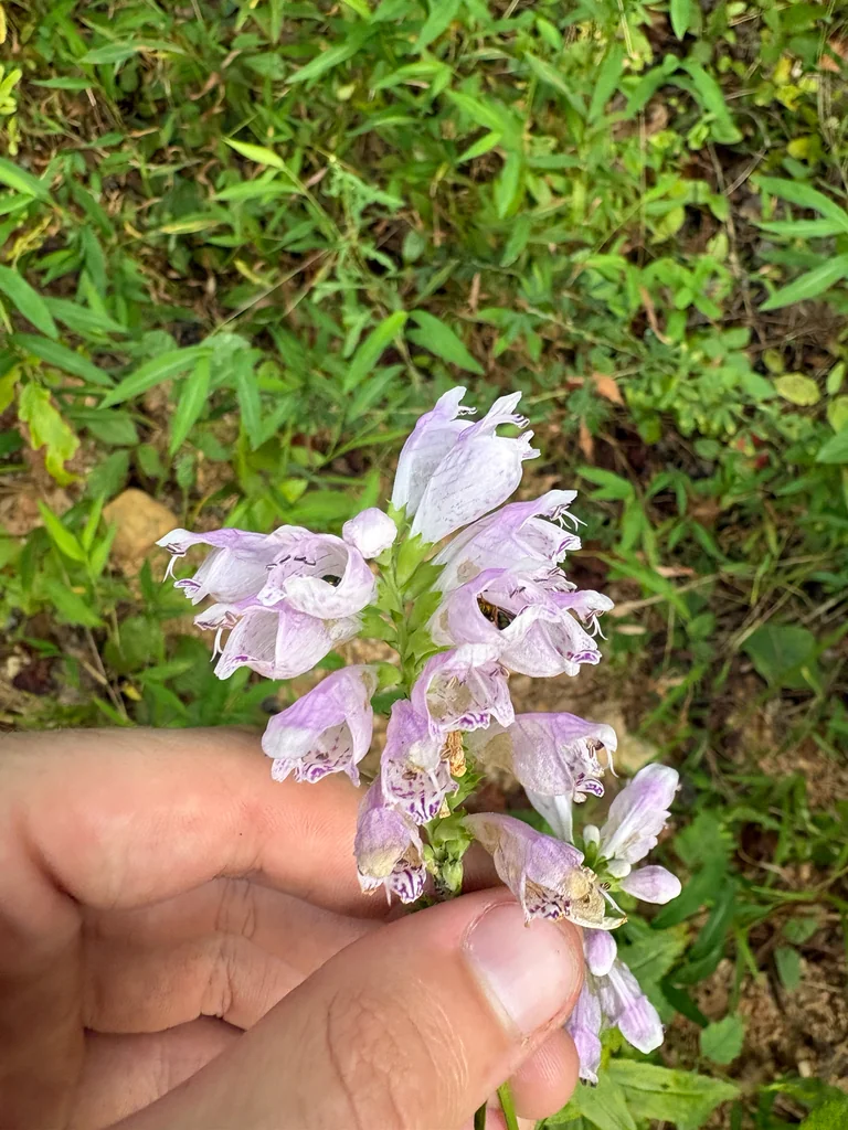 Physostegia Virginiana