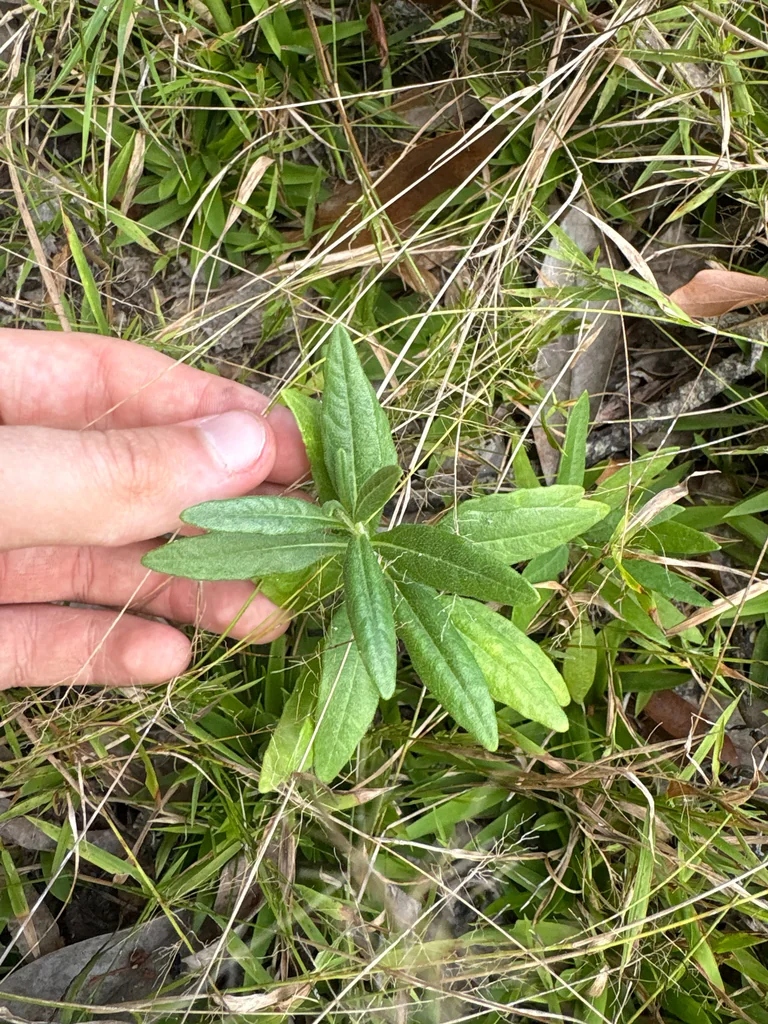 Asclepias Tuberosa