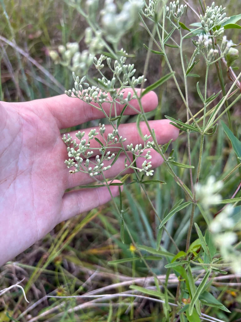 Eupatorium Hyssopifolium