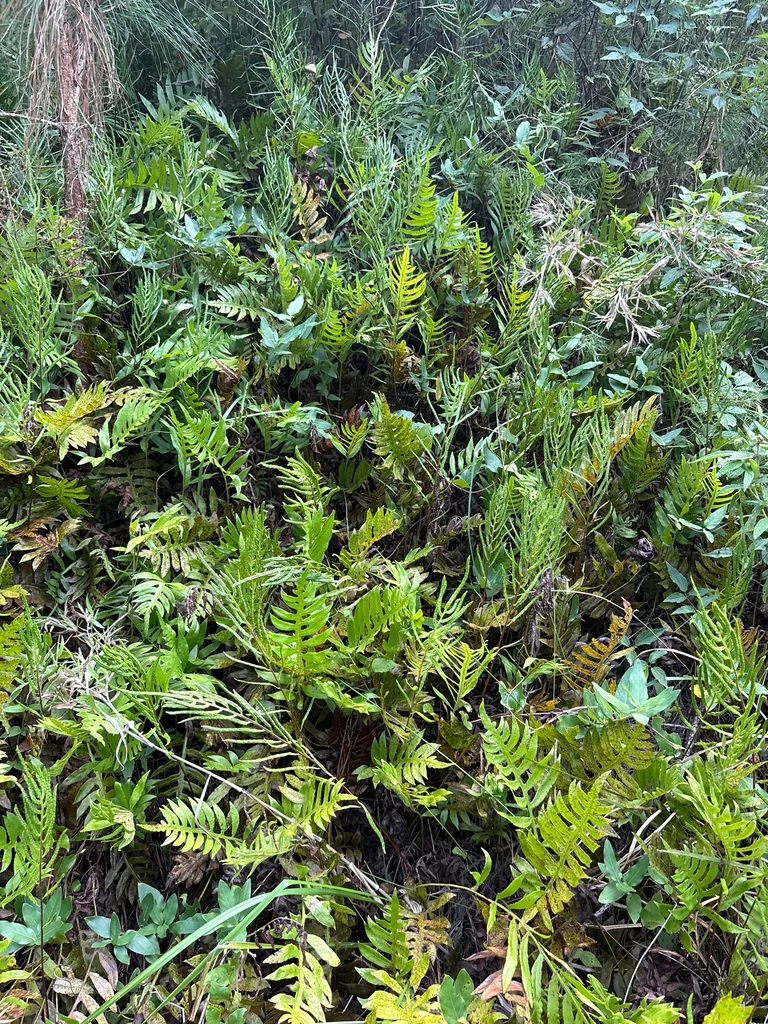 Woodwardia Areolata