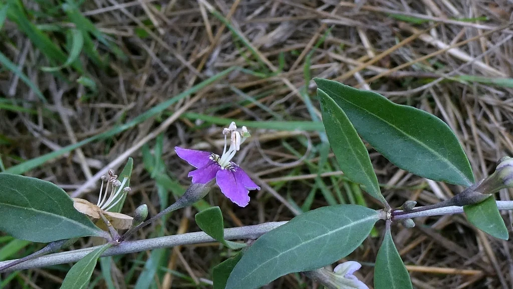 Lycium Barbarum