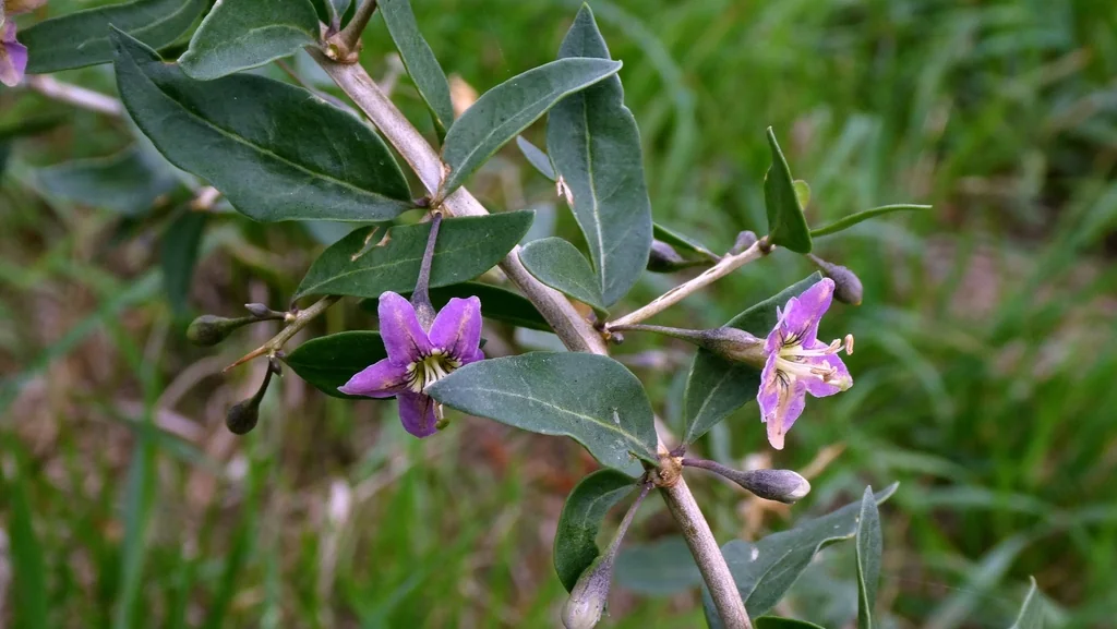 Lycium Barbarum