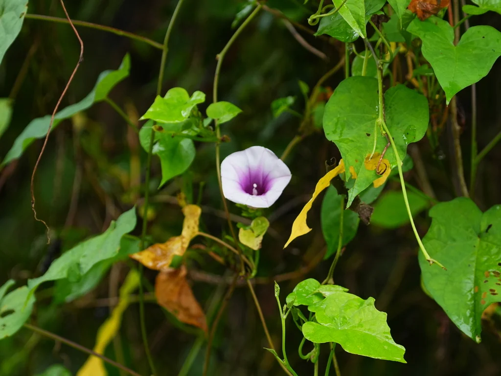 Ipomoea batatas