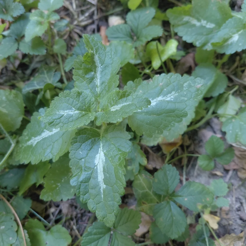 Lamium maculatum
