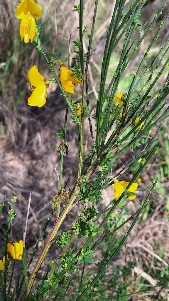 Cytisus Scoparius