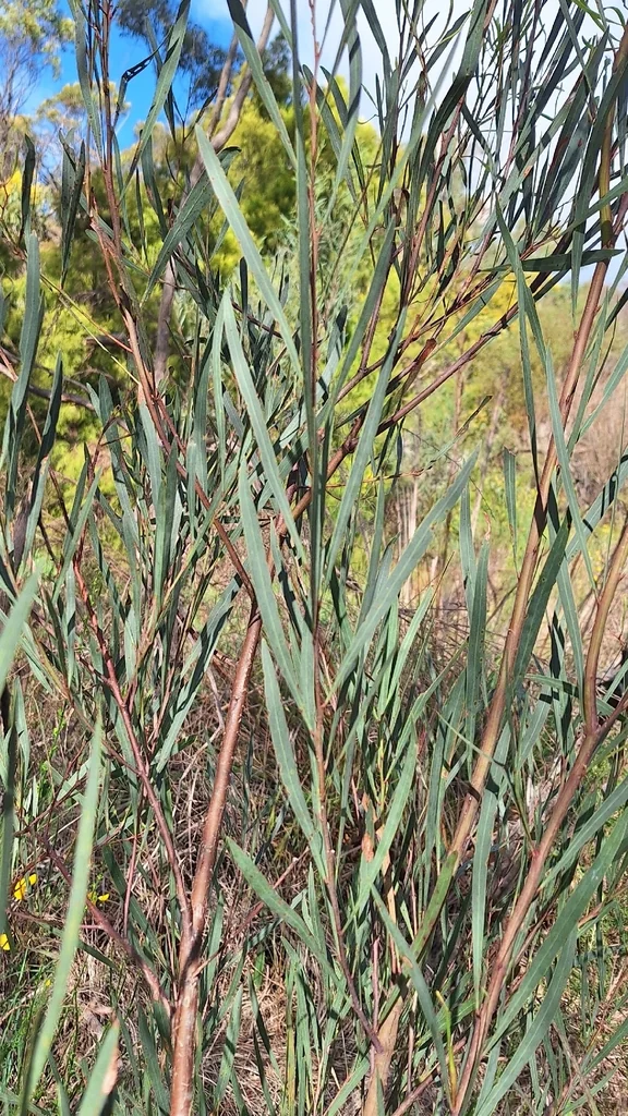 Acacia Iteaphylla