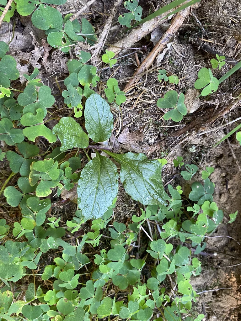 Ajuga Reptans