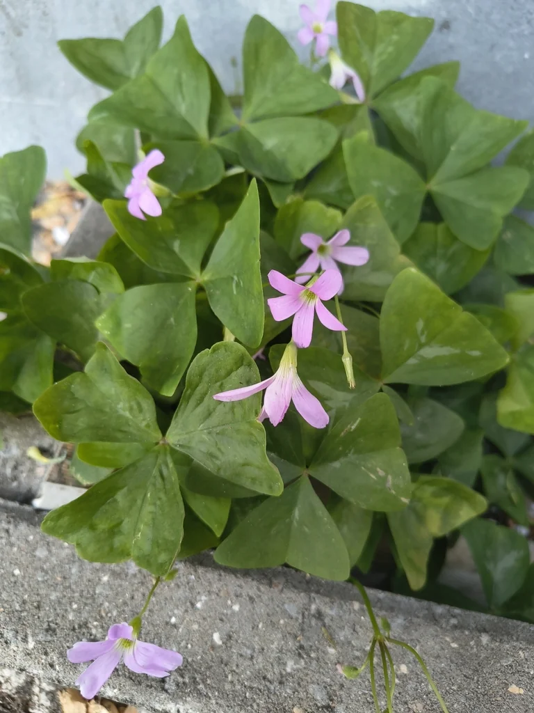 Oxalis Triangularis