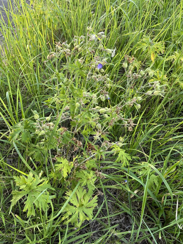 Geranium pratense