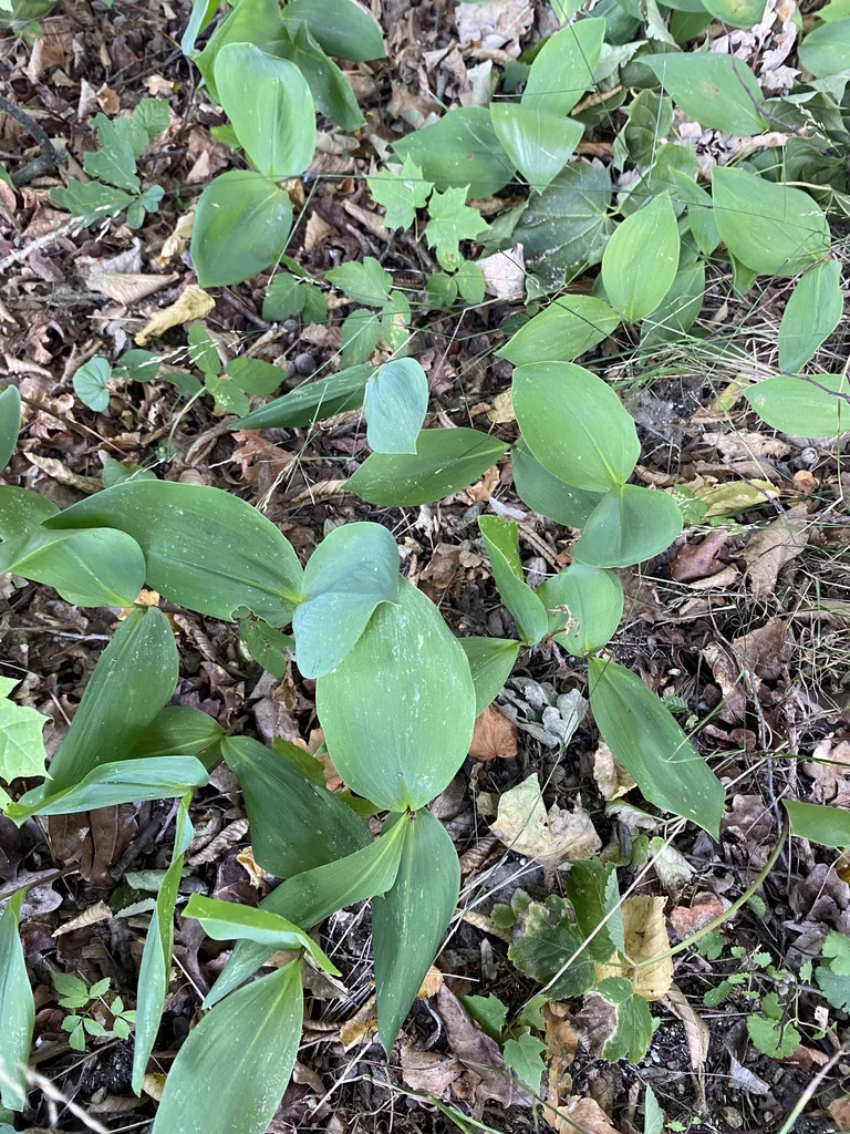 Convallaria Majalis