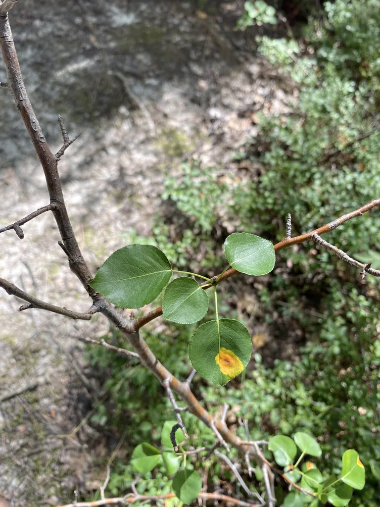 Pyrus Communis