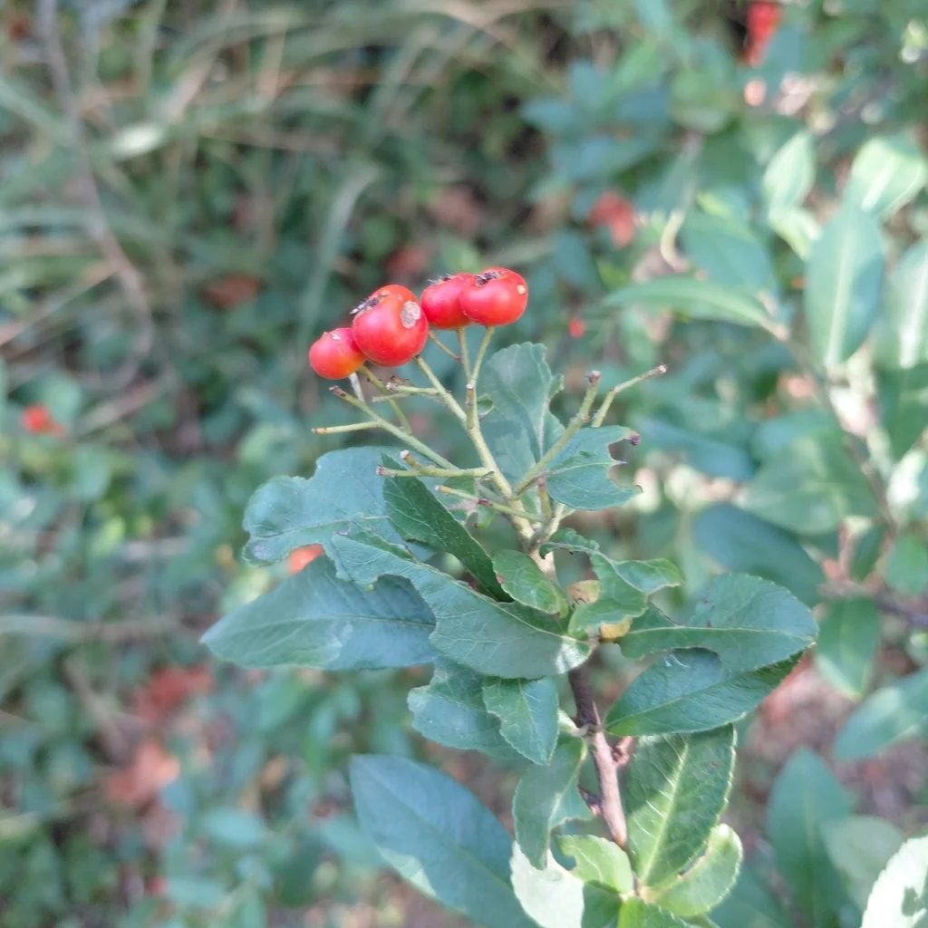 Pyracantha Coccinea
