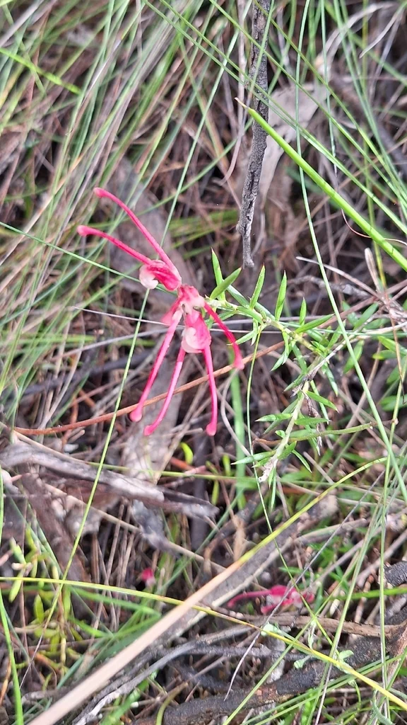 Grevillea Lavandulacea