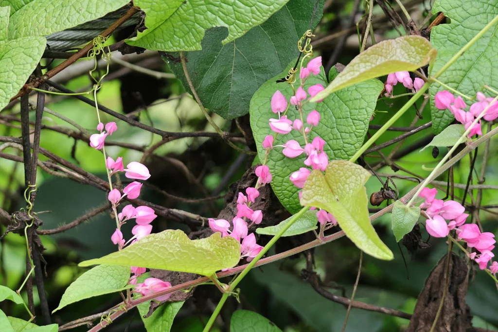 Antigonon Leptopus