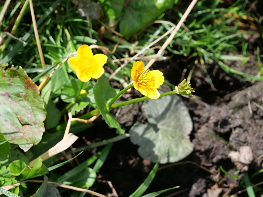 Caltha Palustris