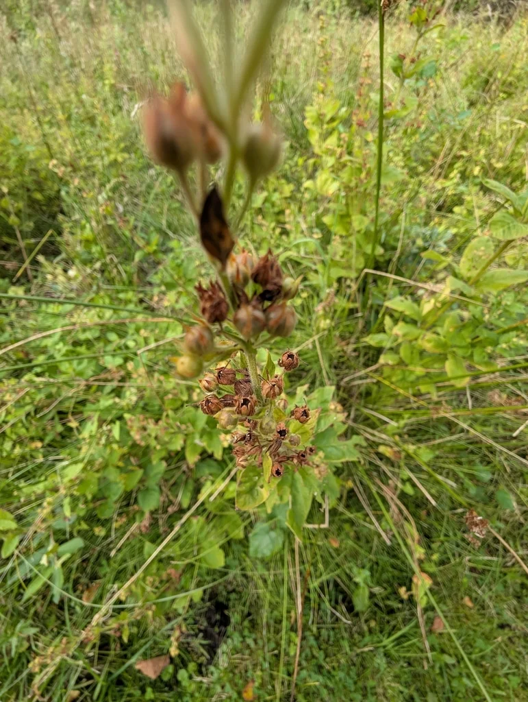 Lysimachia Punctata