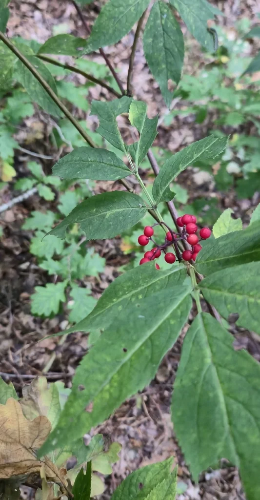 Sambucus Racemosa