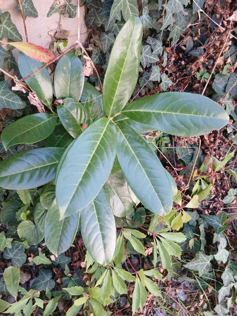 Prunus Laurocerasus