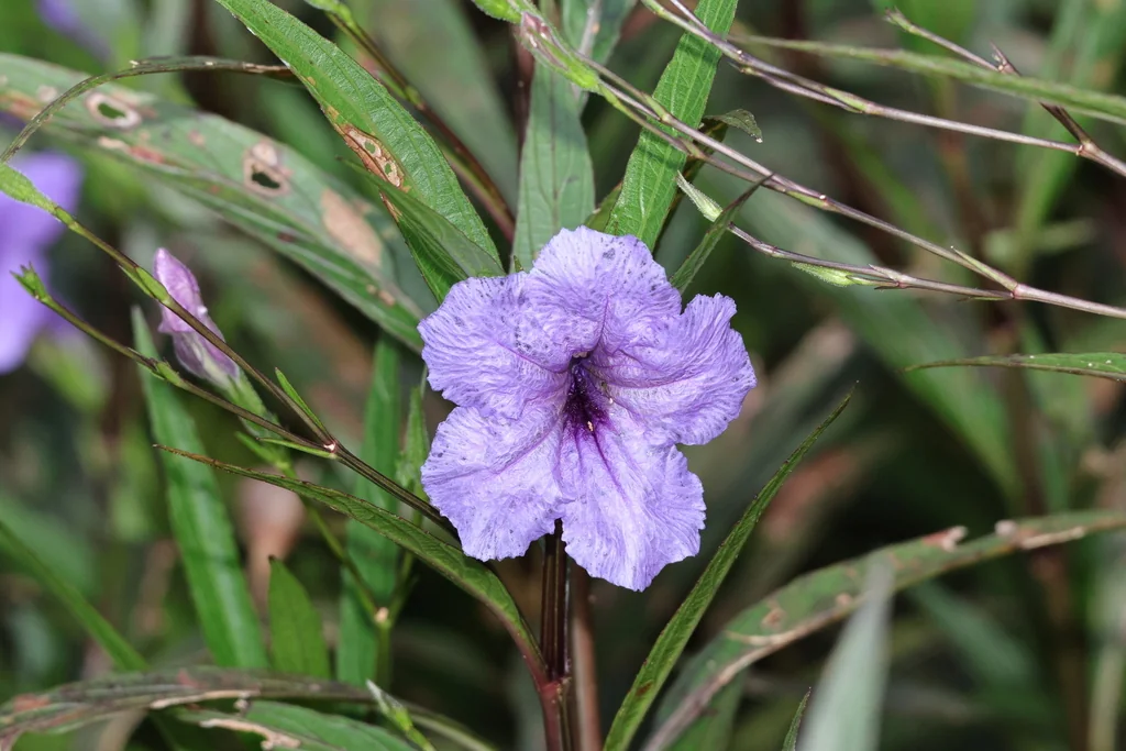 Ruellia Brittoniana