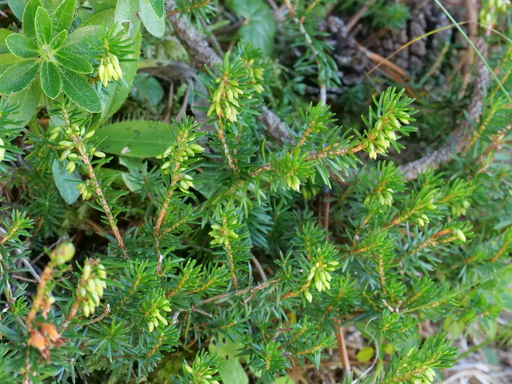 Erica Carnea