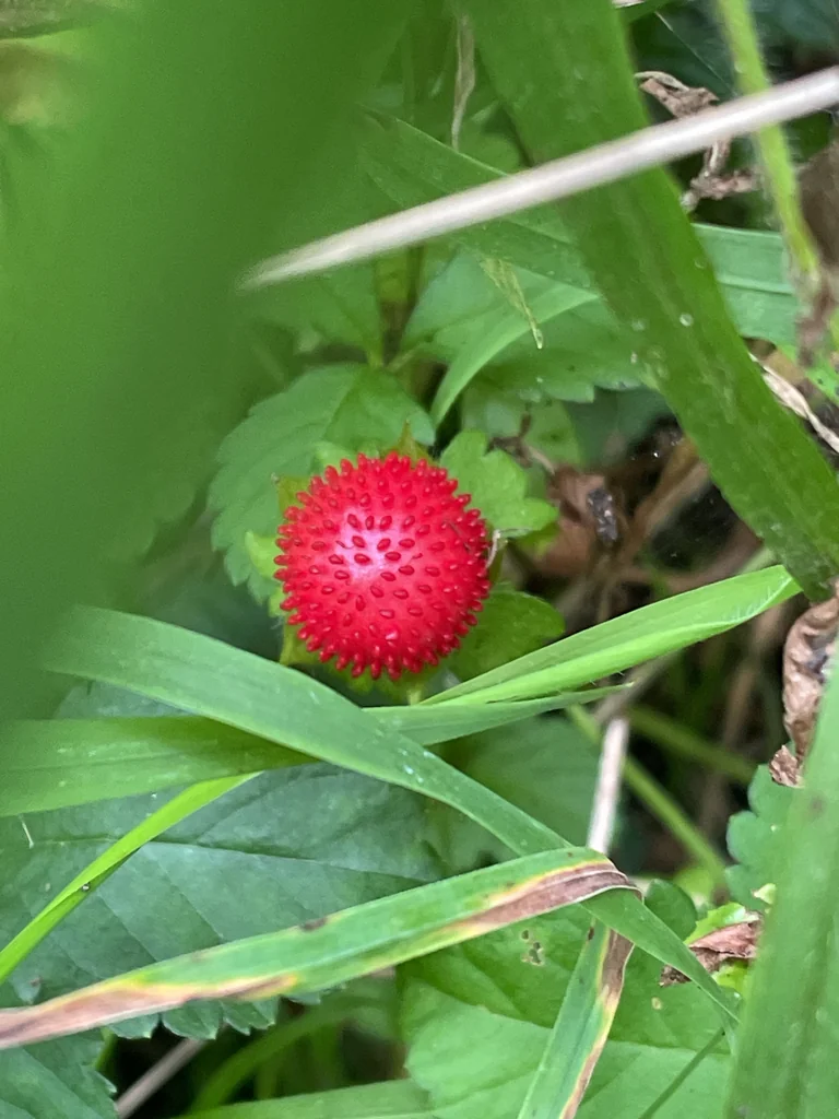 Duchesnea Indica