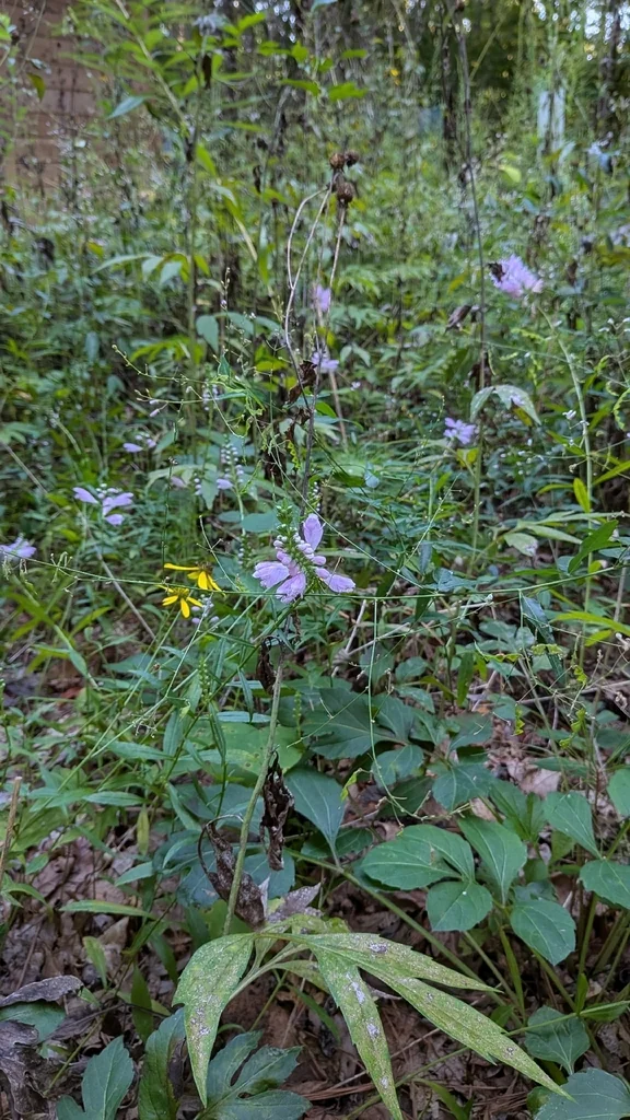 Physostegia Virginiana