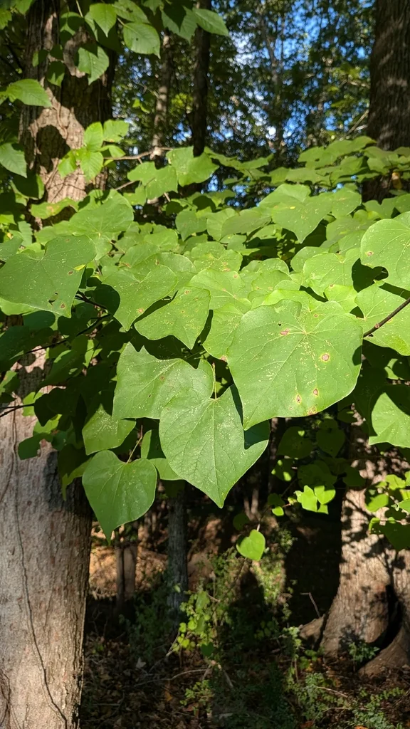 Cercis Canadensis