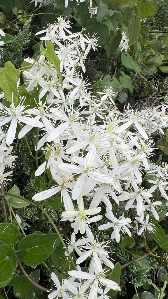 Clematis Ternifolia