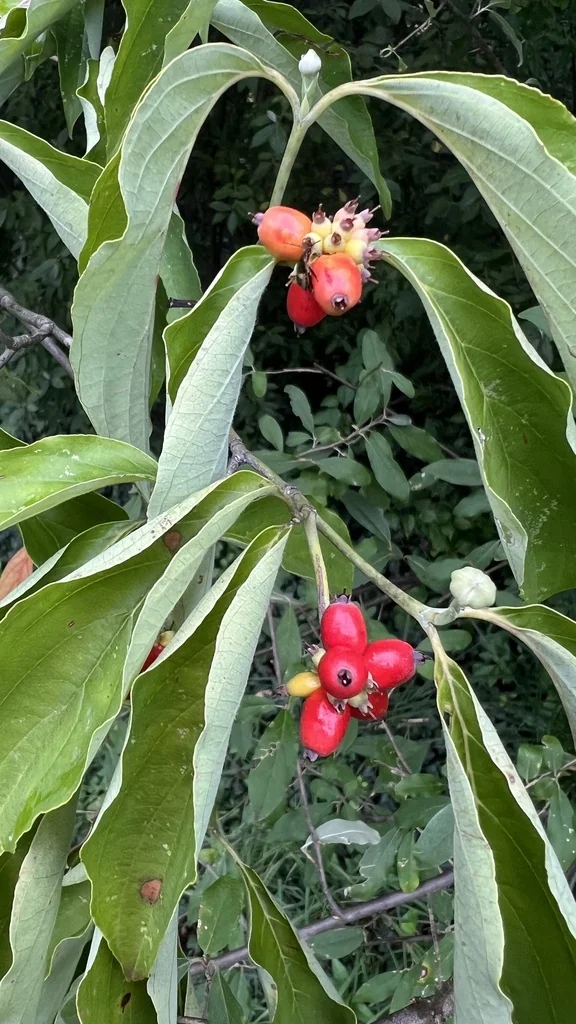 Cornus Florida