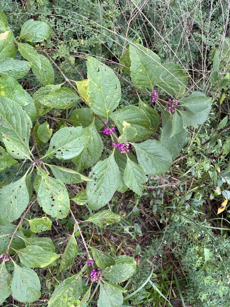 Callicarpa Americana