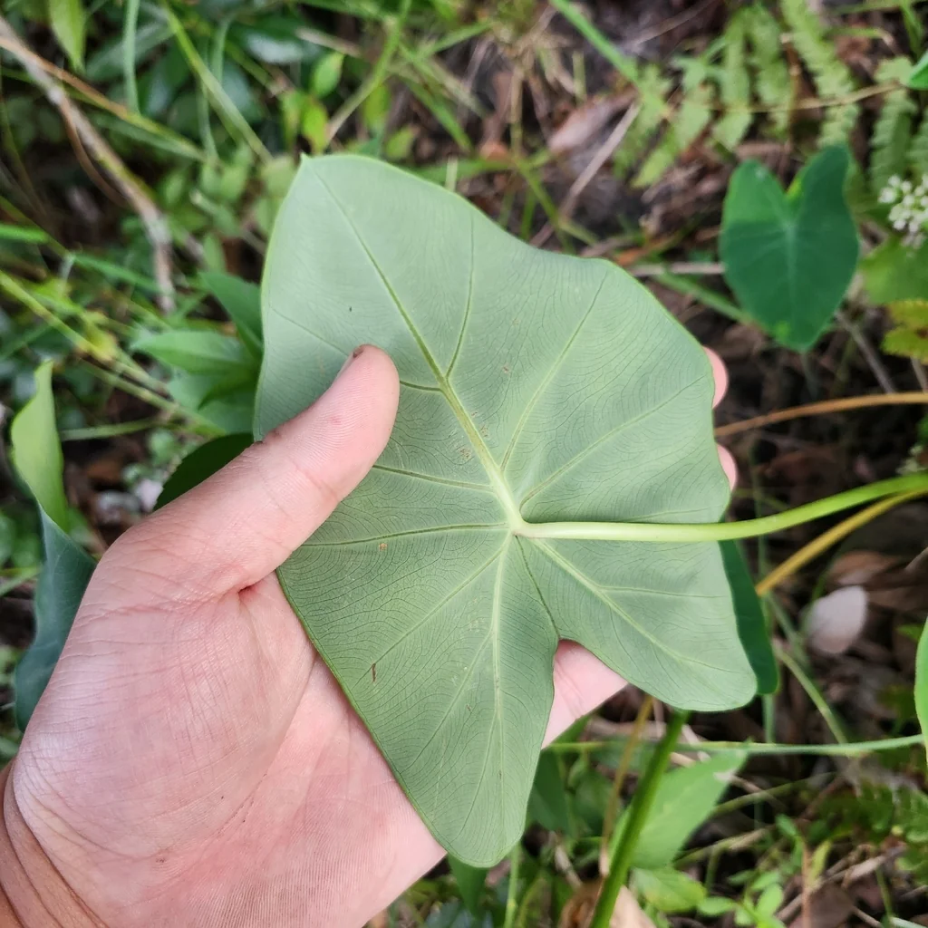 Colocasia esculenta