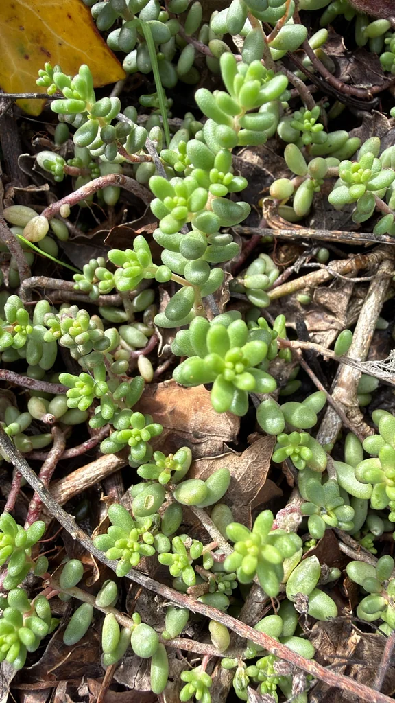 Sedum Album