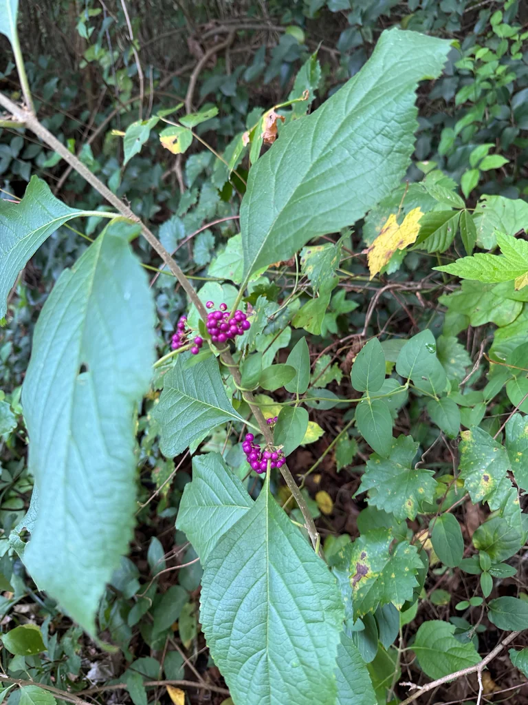 Callicarpa Americana