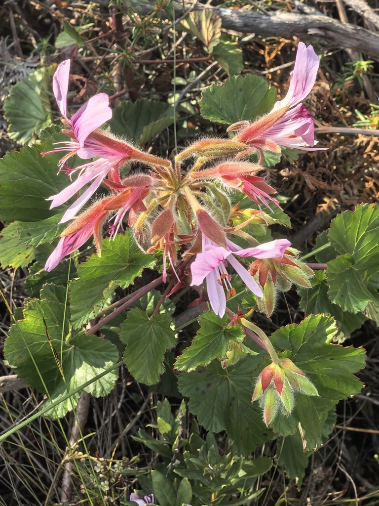 Pelargonium Cordifolium