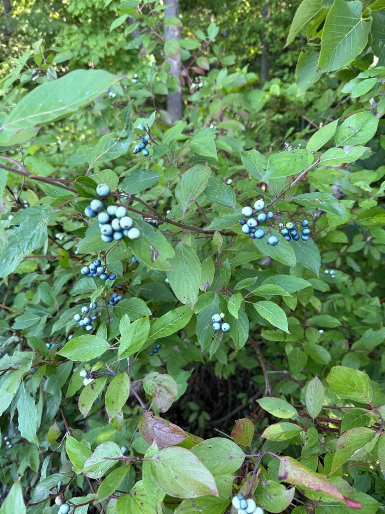 Cornus Amomum