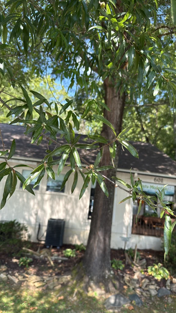 Quercus Phellos