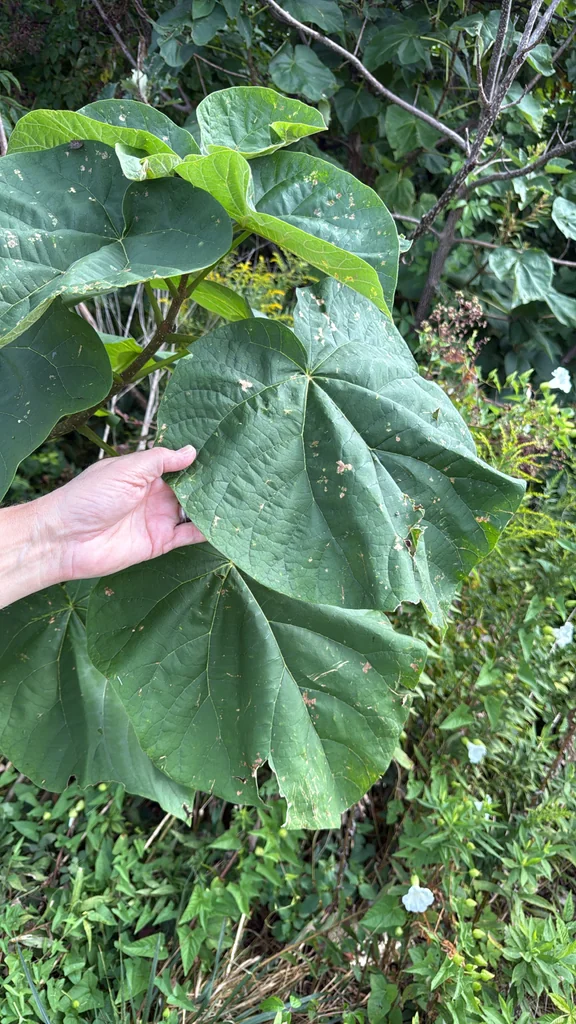 Paulownia Tomentosa