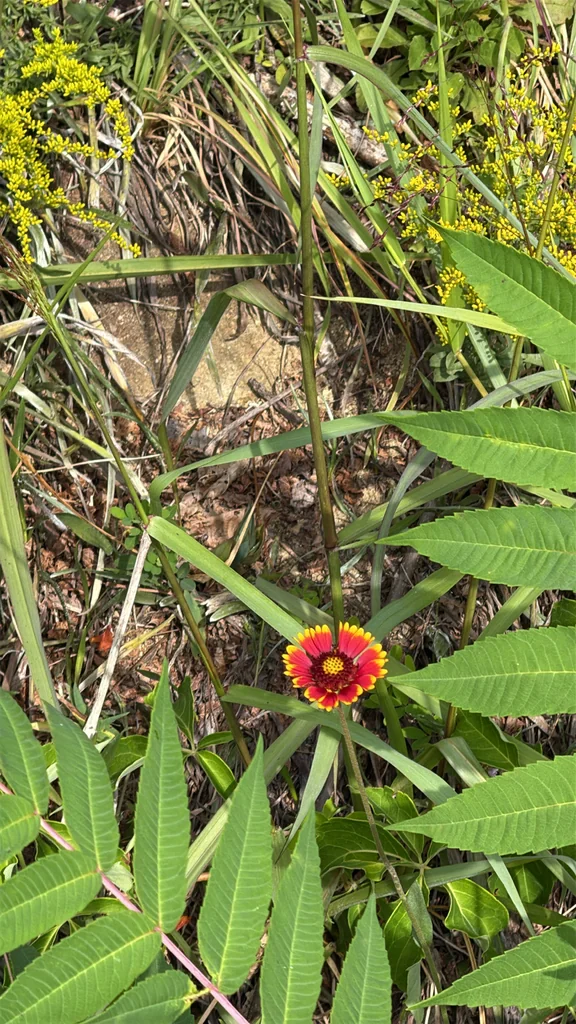 Gaillardia Pulchella