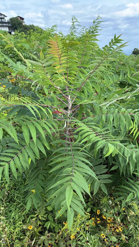 Rhus Glabra