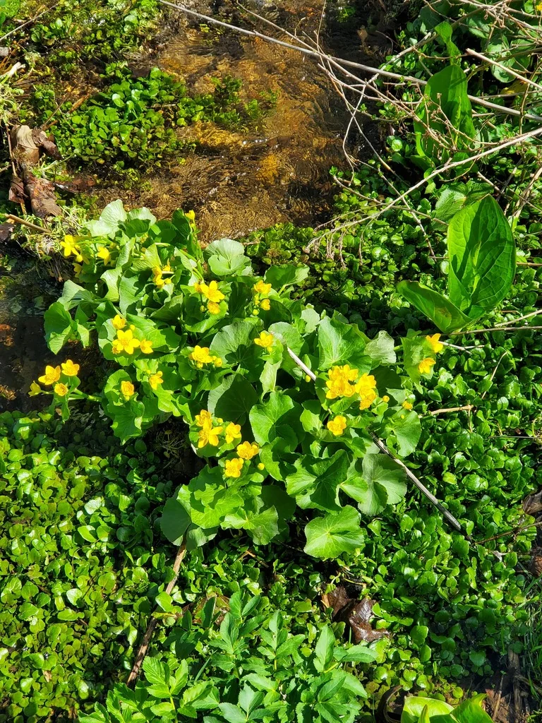 Caltha Palustris
