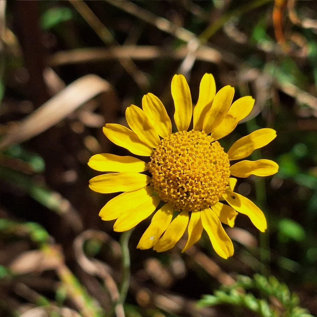 Anthemis Tinctoria